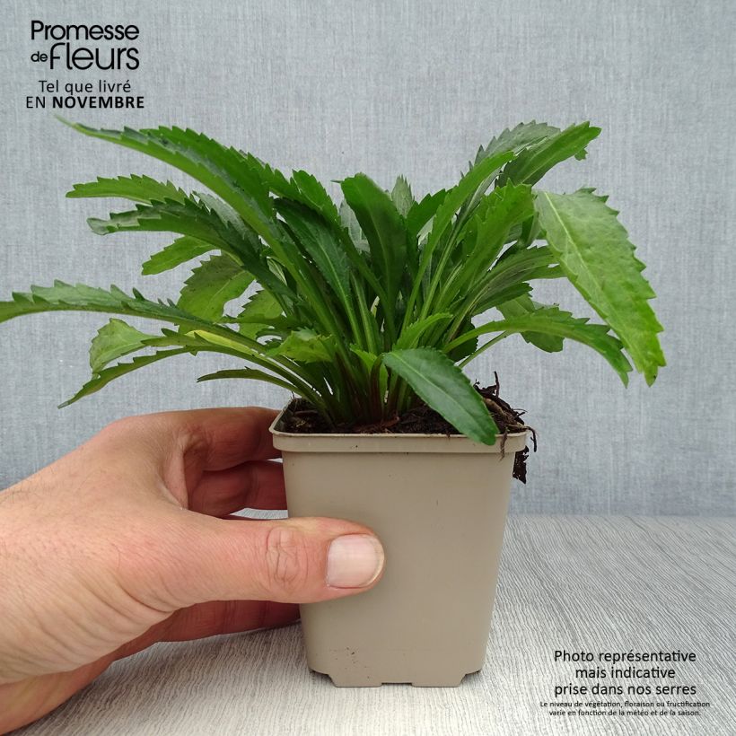 Amostra de Leucanthemum Real Neat Vaso de 8/9 cm tal como entregue no outono