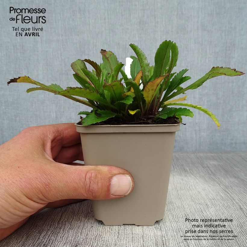 Amostra de Leucanthemum Real Neat Vaso de 8/9 cm tal como entregue na primavera