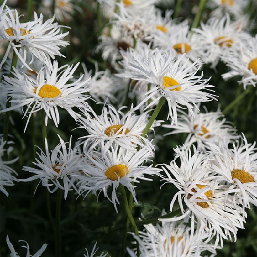 Leucanthemum Shapcott Gossamer (Floração)