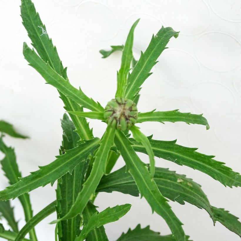 Leucanthemum Shapcott Gossamer (Folhagem)