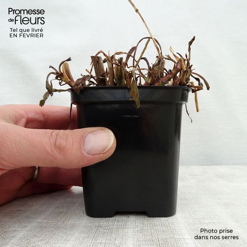 Amostra de Leucanthemum Shapcott Gossamer - Grande marguerite Vaso de 8/9 cm tal como entregue no inverno