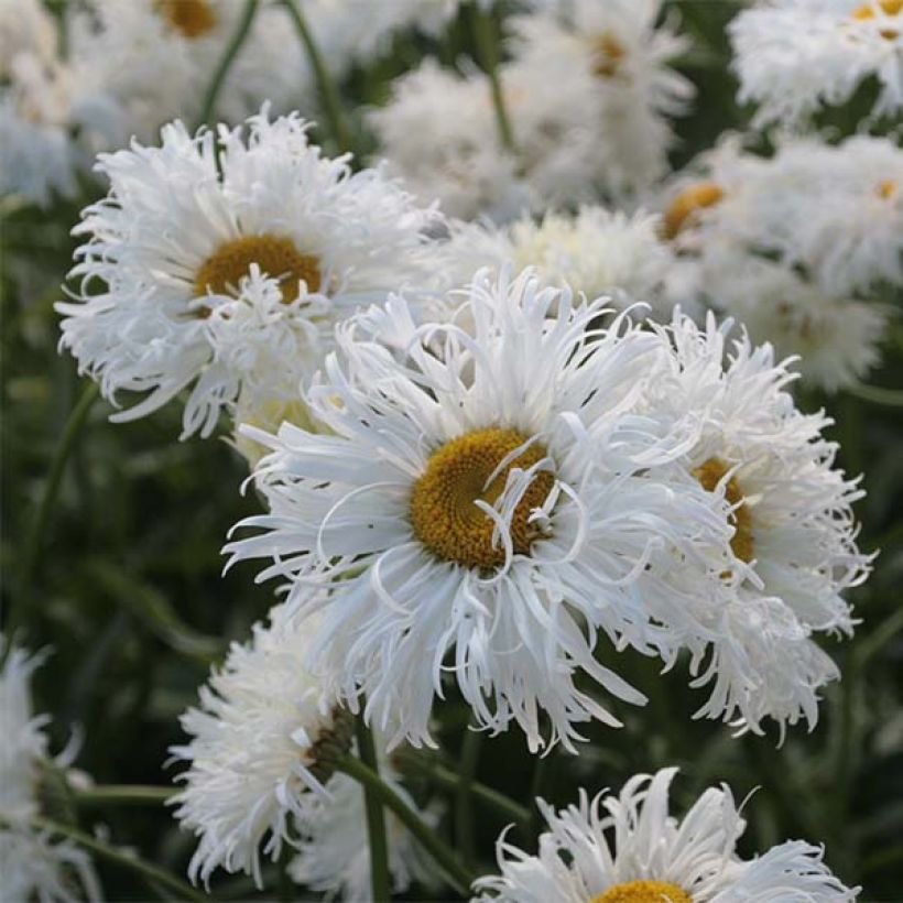 Leucanthemum Shapcott Ruffles (Floração)