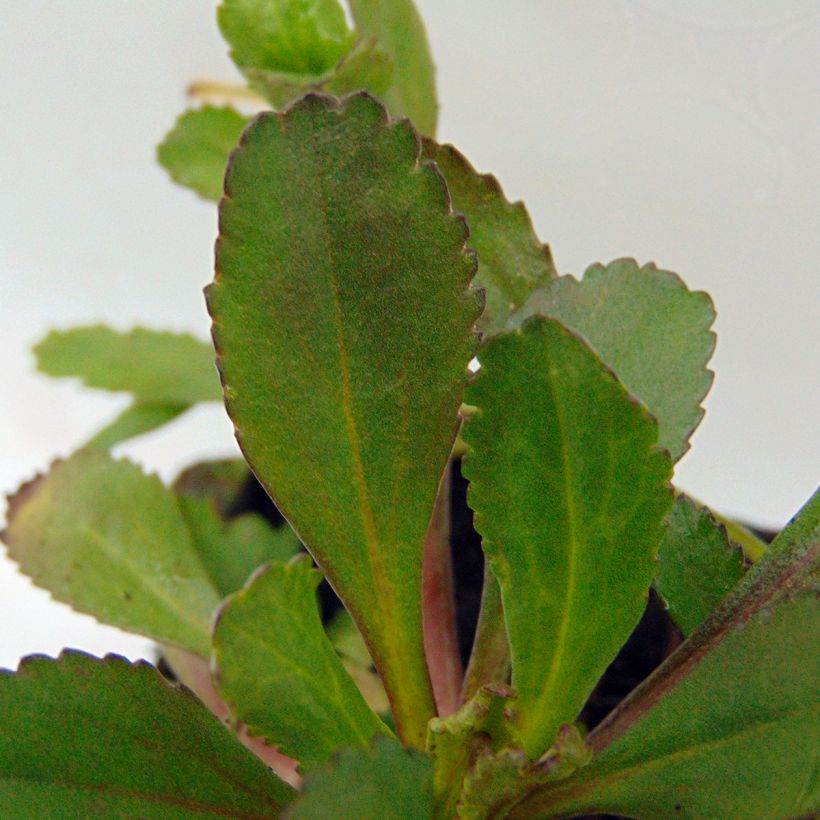 Leucanthemum Shapcott Ruffles (Folhagem)