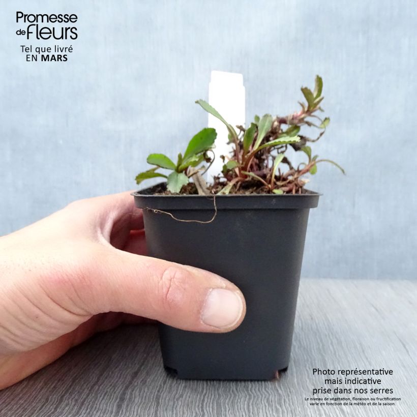 Amostra de Leucanthemum Shapcott Ruffles - Grande marguerite Vaso de 8/9 cm tal como entregue na primavera