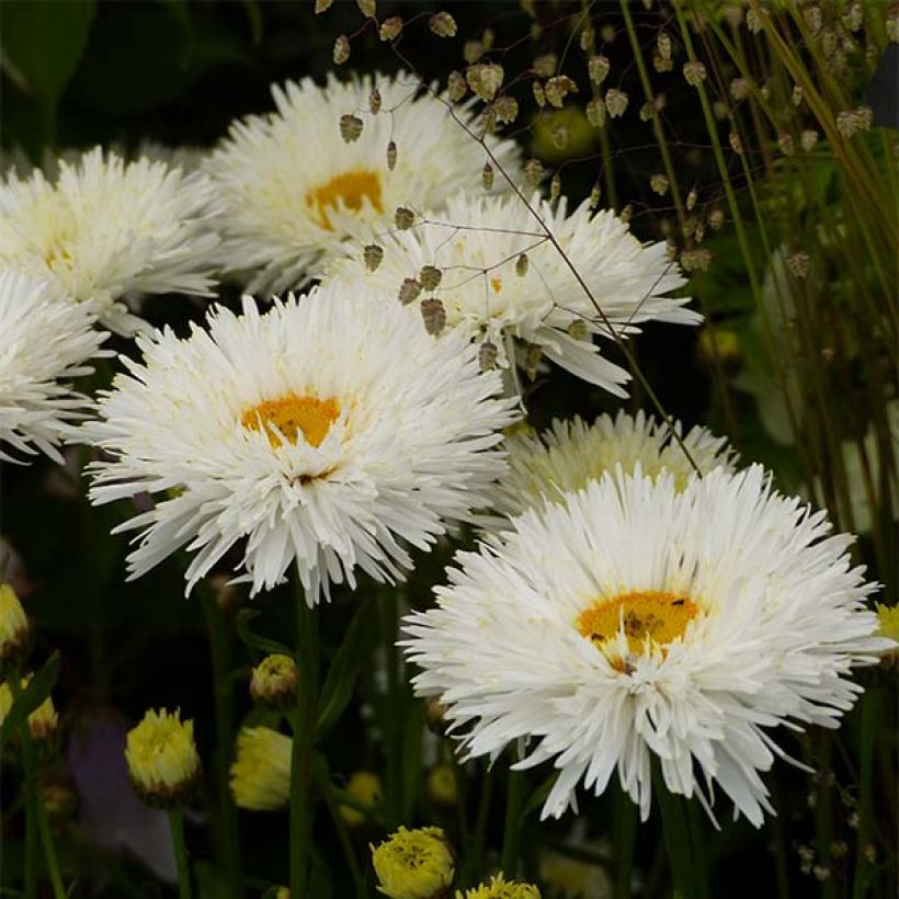 Leucanthemum Shapcott Summer Clouds (Floração)