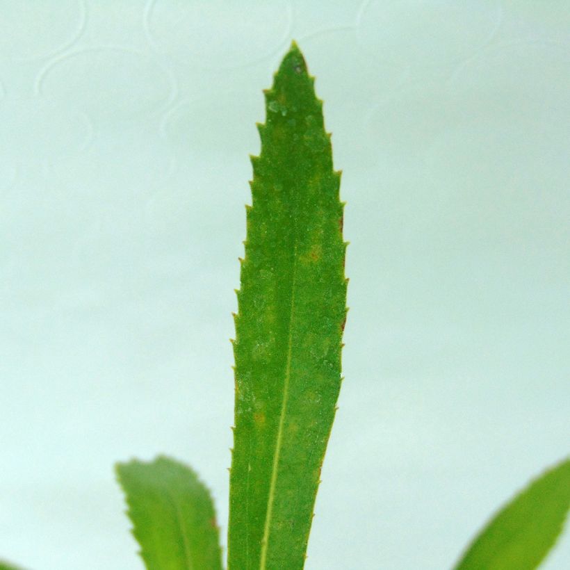 Leucanthemum Shapcott Summer Clouds (Folhagem)