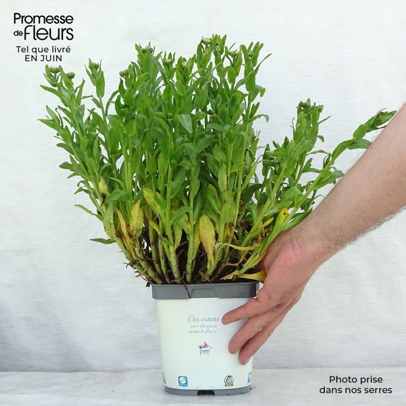 Amostra de Leucanthemum Snow Lady Vaso de 2 L/3 L tal como entregue no verão