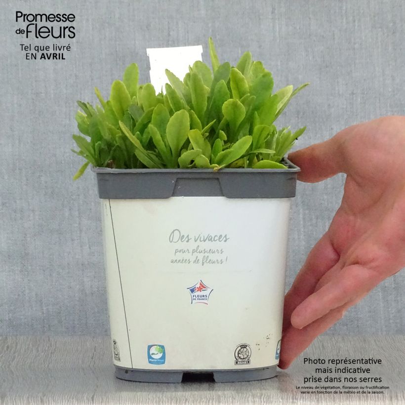 Amostra de Leucanthemum Snow Lady Vaso de 2 L/3 L tal como entregue na primavera