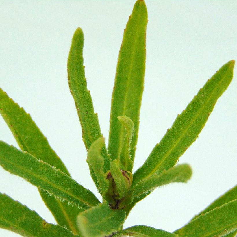 Leucanthemum Victorian Secret (Folhagem)