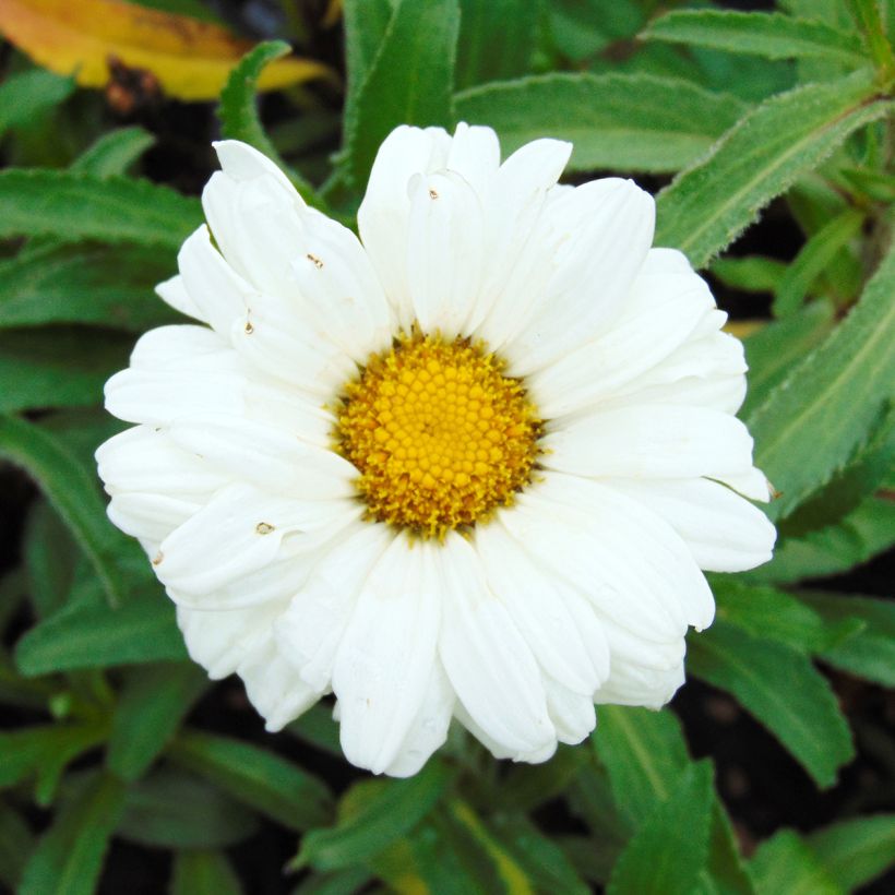 Leucanthemum Victorian Secret (Floração)