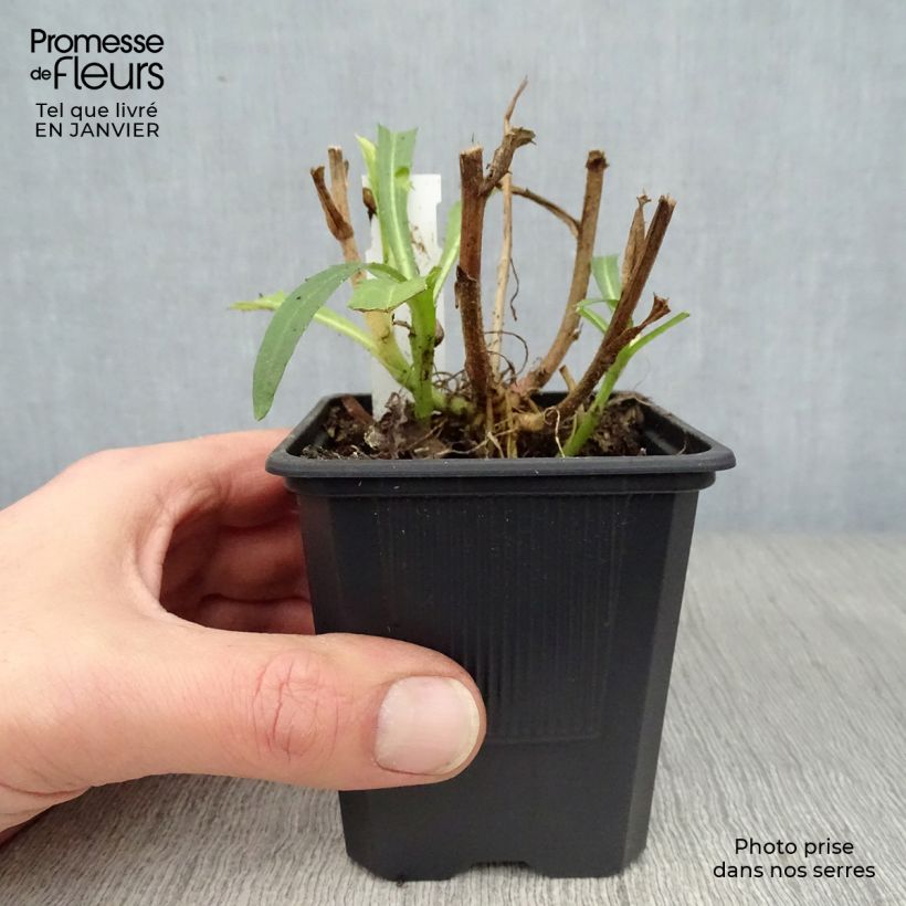 Amostra de Leucanthemum Victorian Secret - Marguerite à fleurs doubles Vaso de 8/9 cm tal como entregue no inverno