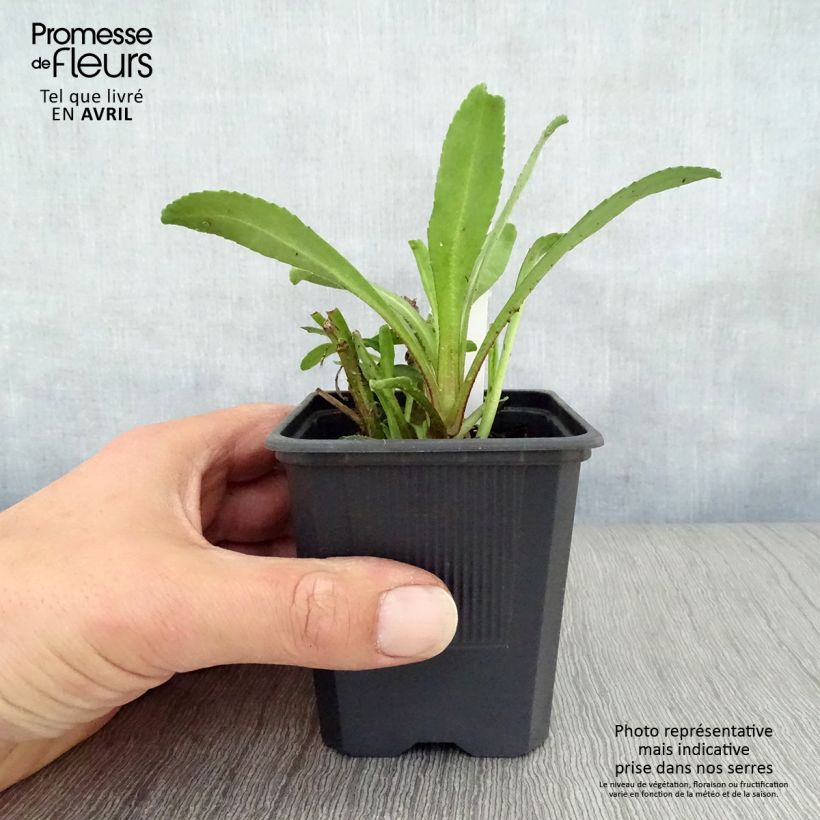 Amostra de Leucanthemum Victorian Secret Vaso de 8/9 cm tal como entregue na primavera