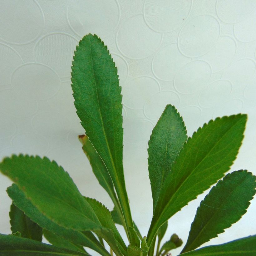 Leucanthemum maximum Etoile d'Anvers (Folhagem)