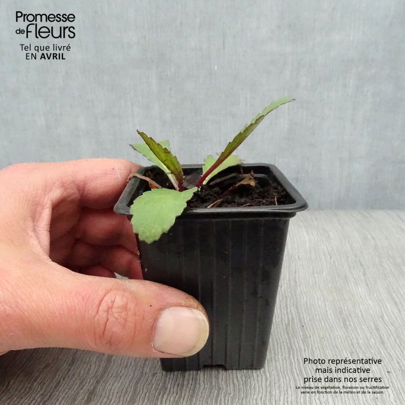 Amostra de Leucanthemum maximum Etoile d'Anvers Vaso de 7/8 cm tal como entregue na primavera