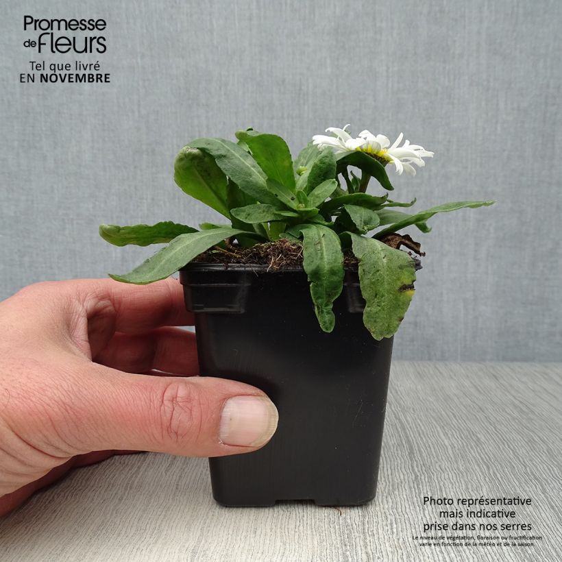 Amostra de Leucanthemum maximum Etoile d'Anvers Vaso de 7/8 cm tal como entregue no outono