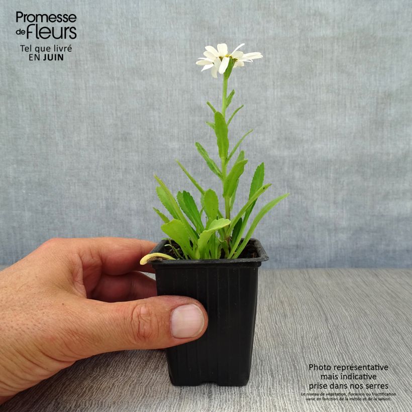 Amostra de Leucanthemum maximum Etoile d'Anvers Vaso de 7/8 cm tal como entregue no verão
