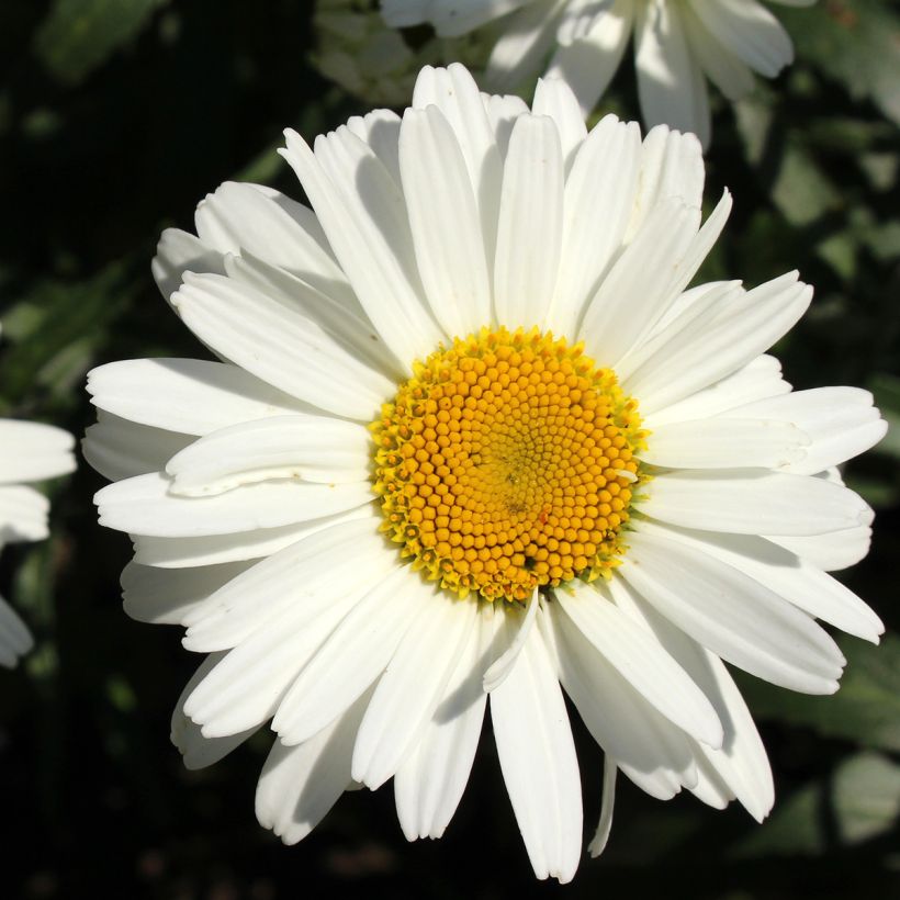 Leucanthemum Alaska (Floração)