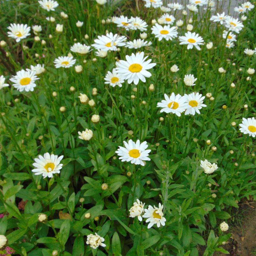 Leucanthemum Becky (Floração)