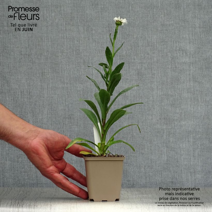 Amostra de Leucanthemum Becky Vaso de 8/9 cm tal como entregue no verão