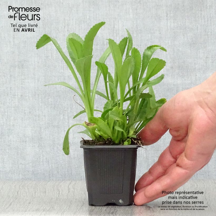 Amostra de Leucanthemum Becky Vaso de 8/9 cm tal como entregue na primavera