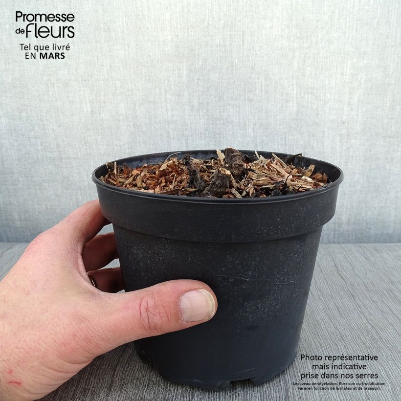 Amostra de Leucanthemum superbum Becky - Grande marguerite Vaso de 2 L/3 L tal como entregue no inverno