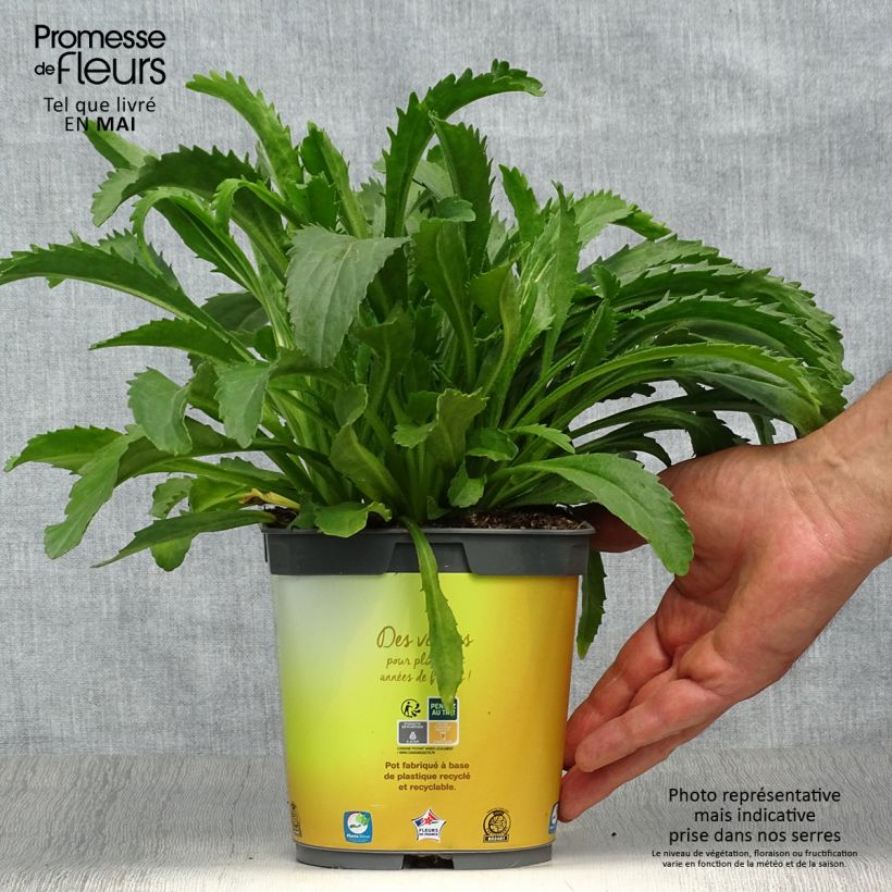 Amostra de Leucanthemum superbum Broadway Lights Vaso de 2 L/3 L tal como entregue na primavera
