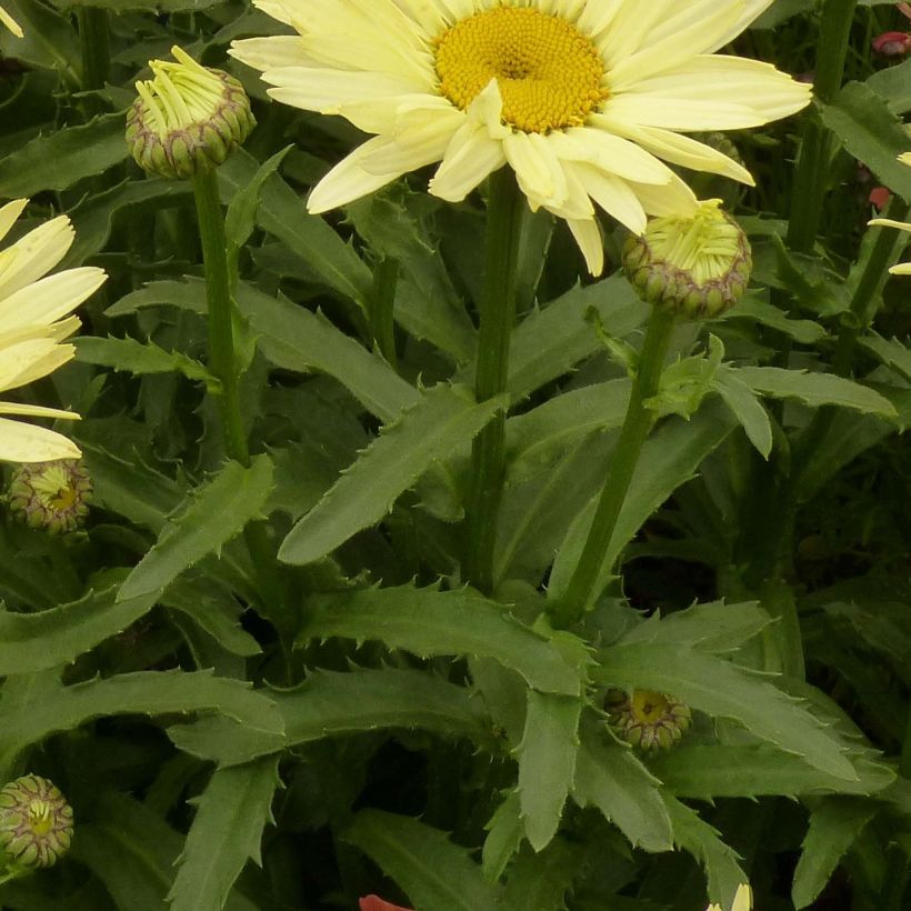 Leucanthemum superbum Broadway Lights (Folhagem)
