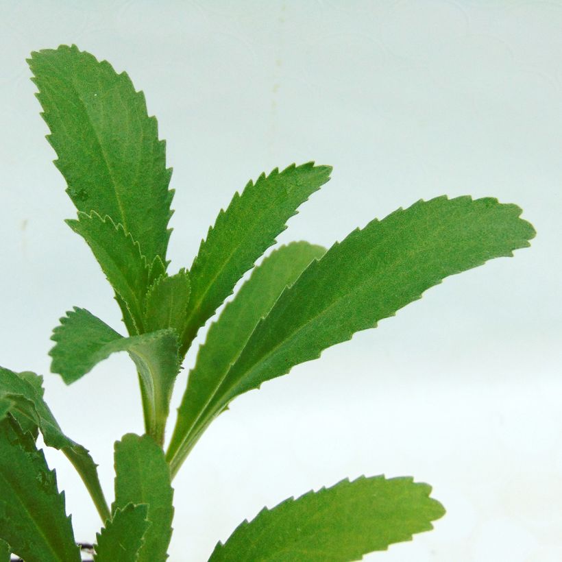 Leucanthemum superbum Christine Hagemann (Folhagem)