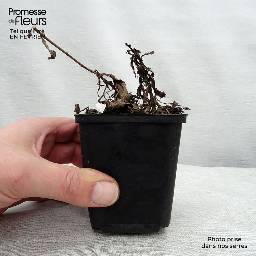 Amostra de Leucanthemum superbum Christine Hagemann - Grande marguerite Vaso de 8/9 cm tal como entregue no inverno