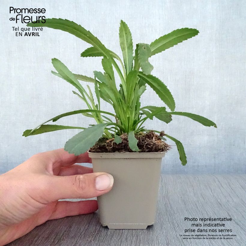 Amostra de Leucanthemum superbum Christine Hagemann Vaso de 8/9 cm tal como entregue na primavera