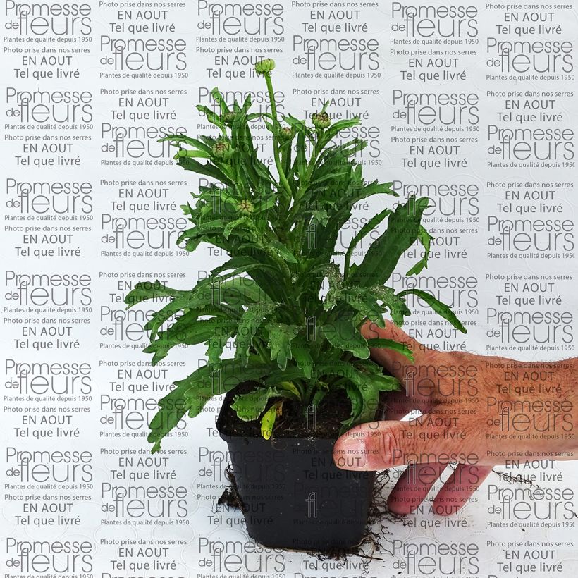 Exemplo de amostra de Leucanthemum superbum Engelina - Grande Marguerite Godet de 8/9 cm tal como entregue