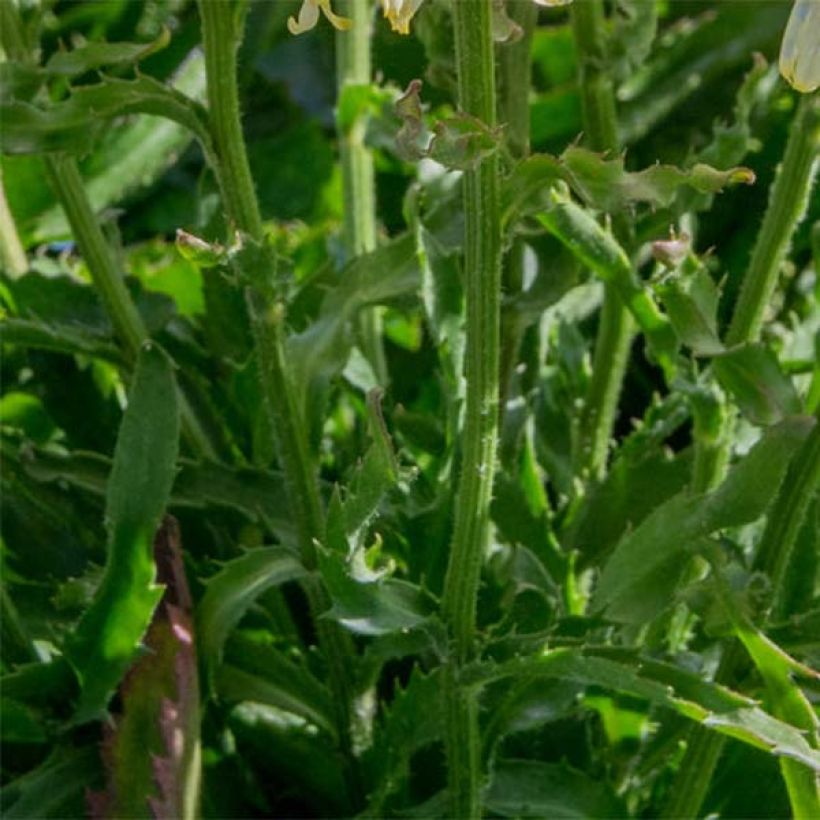 Leucanthemum Goldfinch (Folhagem)