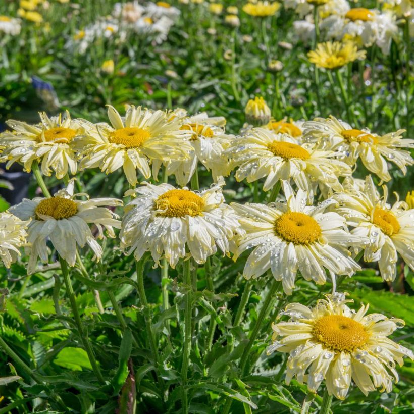 Leucanthemum Goldfinch (Hábito)