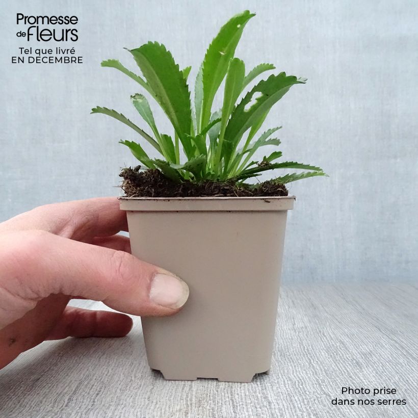 Amostra de Leucanthemum superbum Goldfinch - Grande marguerite Vaso de 8/9 cm tal como entregue no inverno