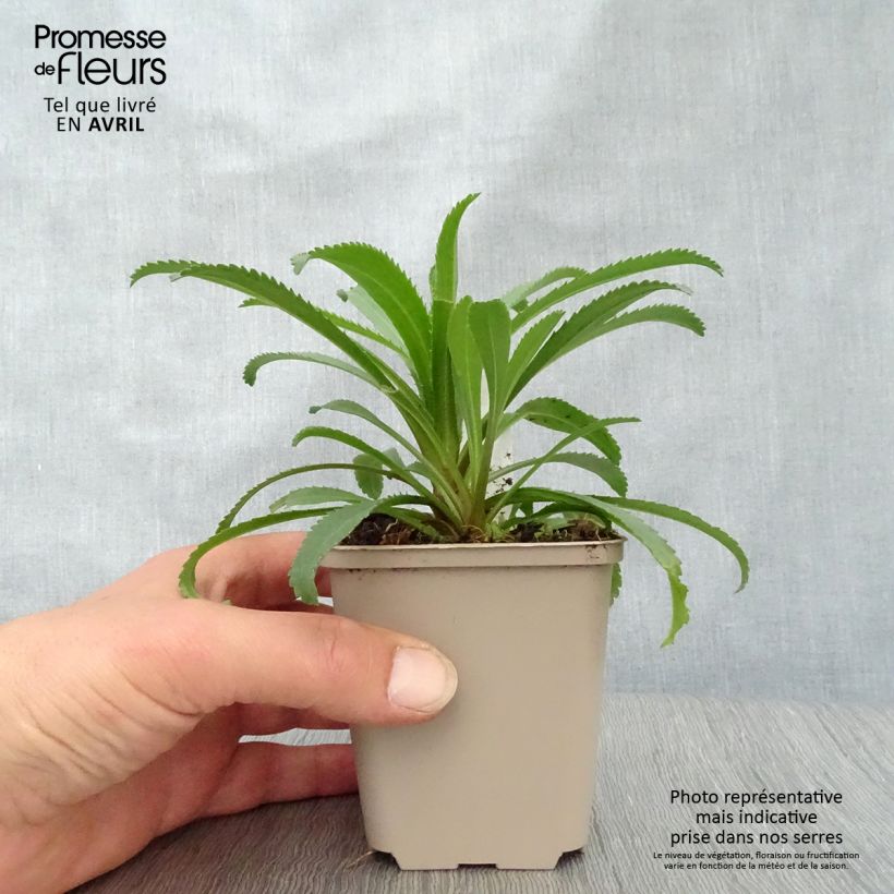 Amostra de Leucanthemum Goldfinch Vaso de 8/9 cm tal como entregue na primavera