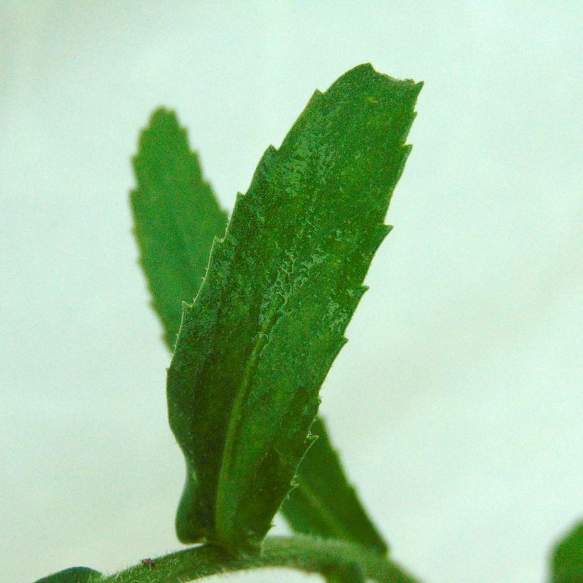 Leucanthemum superbum Gruppenstolz (Folhagem)