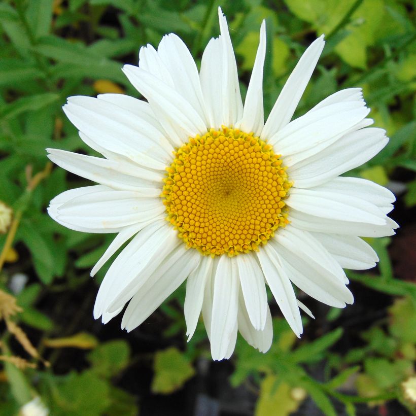 Leucanthemum superbum Gruppenstolz (Floração)