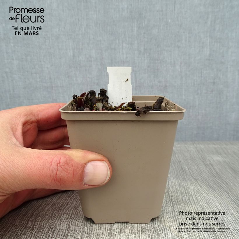 Amostra de Leucanthemum superbum Luna - Grande marguerite Vaso de 8/9 cm tal como entregue no inverno