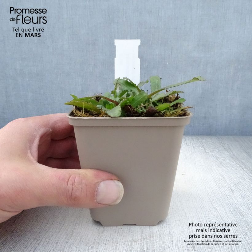 Amostra de Leucanthemum Luna Vaso de 8/9 cm tal como entregue na primavera