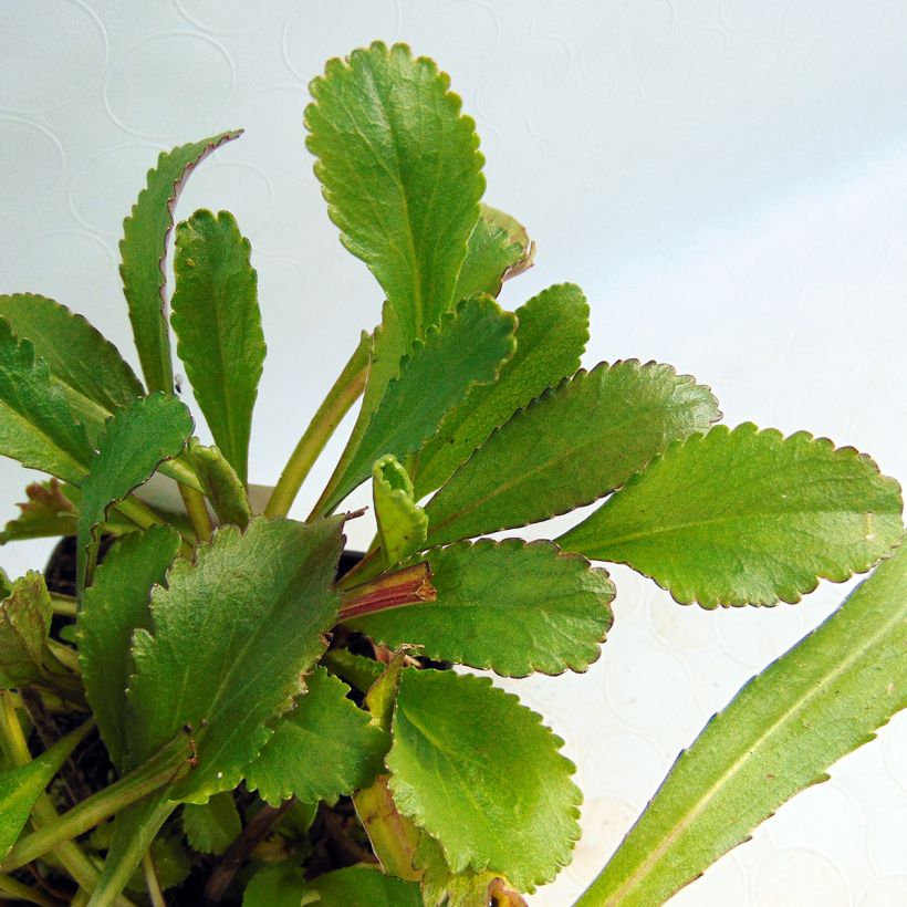 Leucanthemum Old Court (Folhagem)
