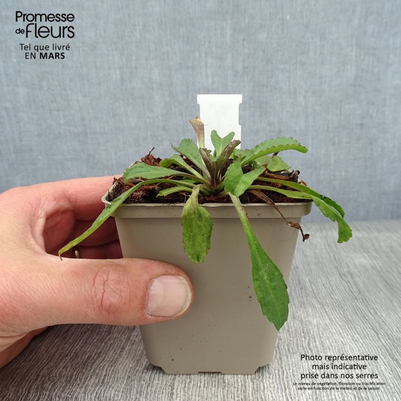 Amostra de Leucanthemum superbum Old Court - Grande Marguerite  Vaso de 8/9 cm tal como entregue no inverno