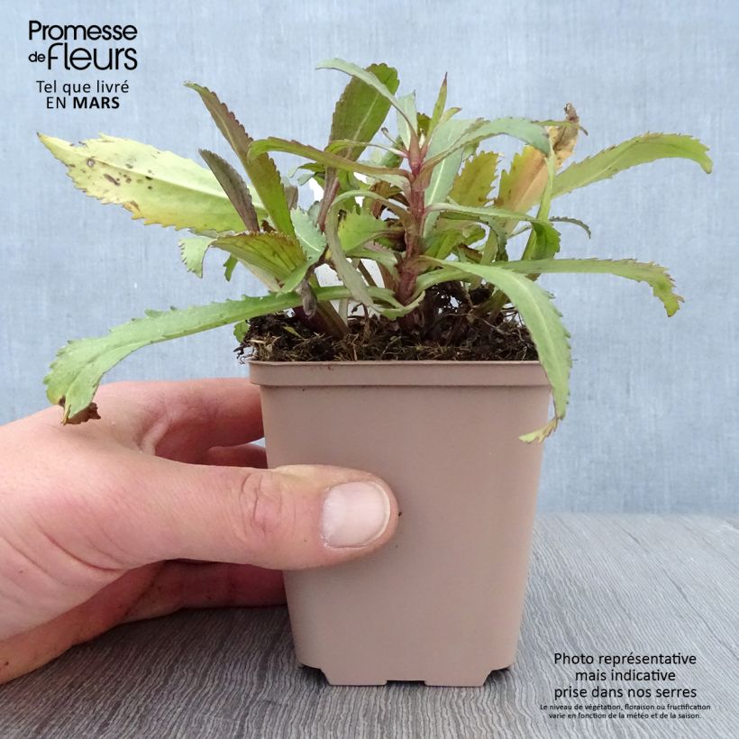 Amostra de Leucanthemum Old Court Vaso de 8/9 cm tal como entregue na primavera