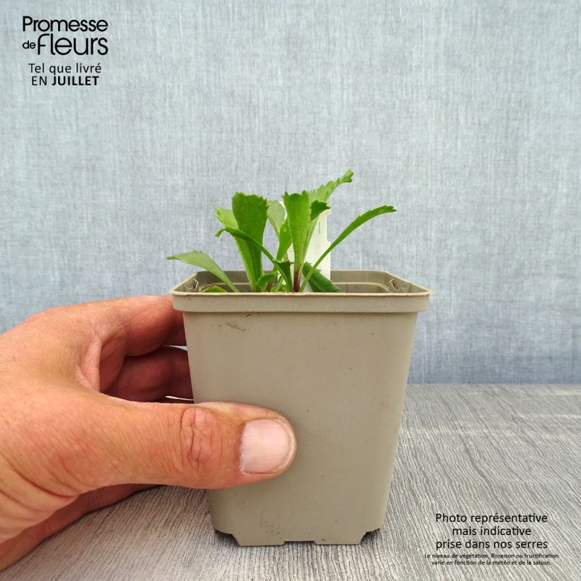 Amostra de Leucanthemum Real Galaxy Vaso de 8/9 cm tal como entregue no verão