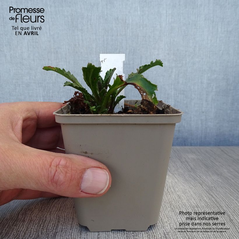 Amostra de Leucanthemum Real Galaxy Vaso de 8/9 cm tal como entregue na primavera