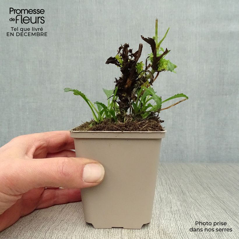 Amostra de Leucanthemum superbum Real Glory - Grande Marguerite Vaso de 8/9 cm tal como entregue no inverno