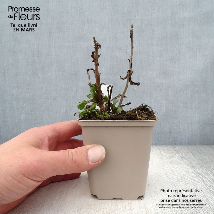 Amostra de Leucanthemum Real Glory Vaso de 8/9 cm tal como entregue na primavera