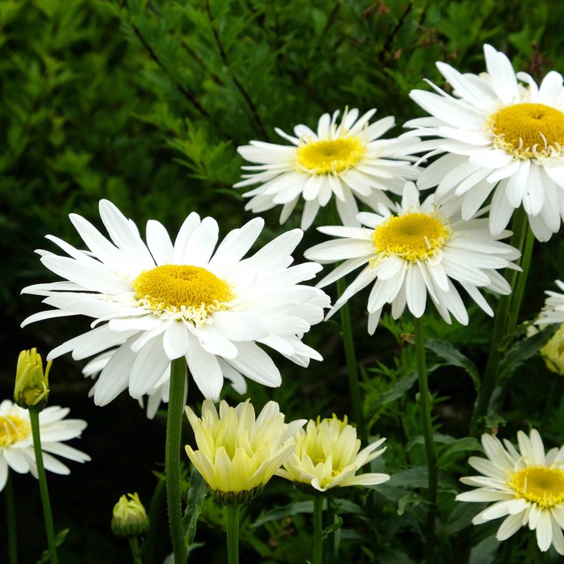 Leucanthemum Real Glory (Floração)