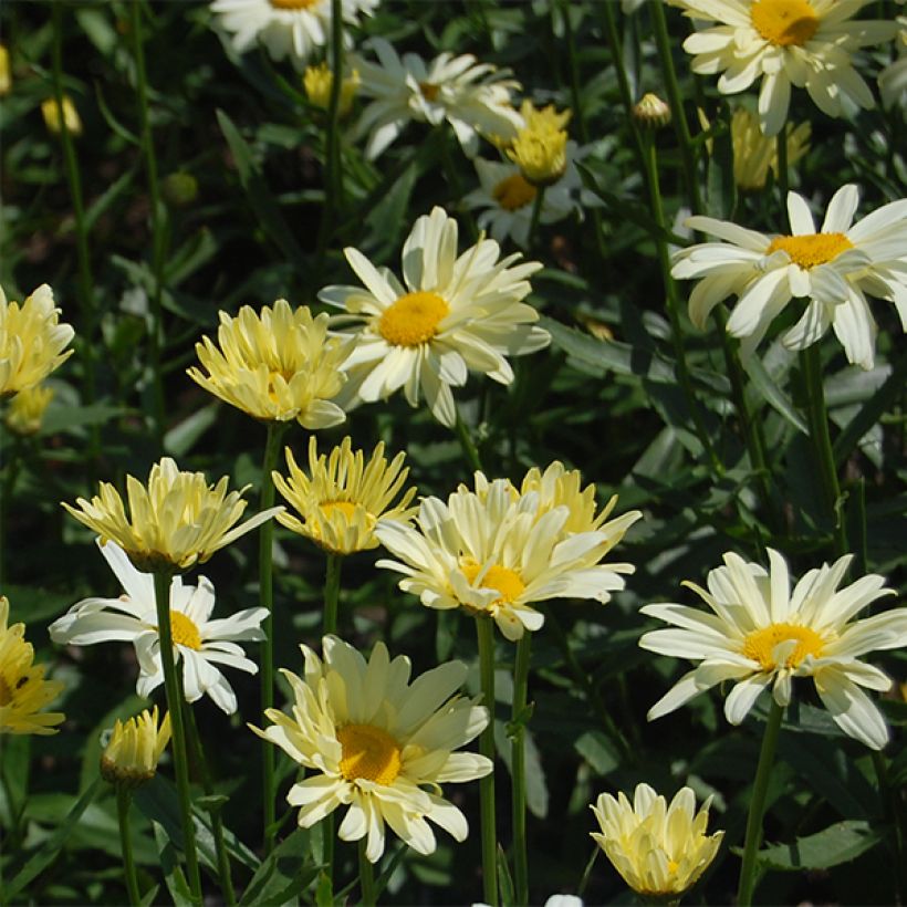Leucanthemum superbum Sonnenschein (Floração)