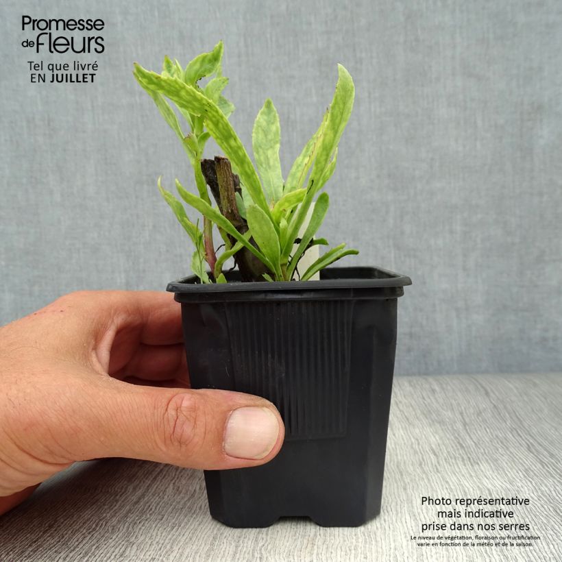 Amostra de Leucanthemum superbum Sonnenschein Vaso de 8/9 cm tal como entregue no verão