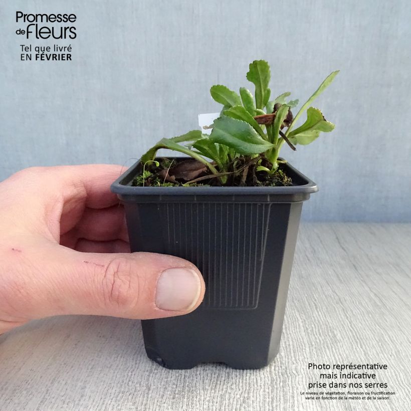 Amostra de Leucanthemum superbum Sonnenschein - Grande Marguerite Vaso de 8/9 cm tal como entregue no inverno